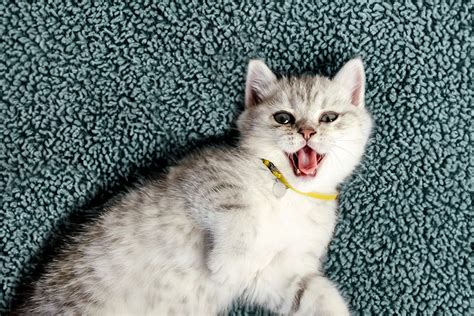 Why Do Cats Pant Aspca Pet Health Insurance