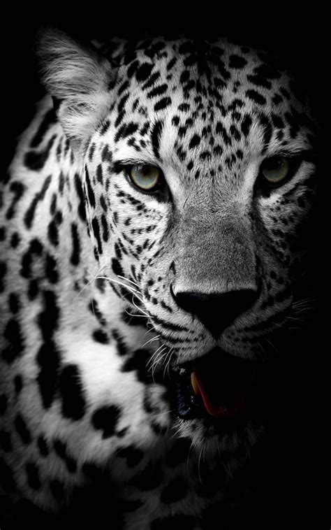 Download Leopard Black And White 4k Ultra Hd Mobile Wallpaper Leopard