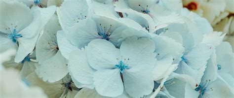 Download Wallpaper 2560x1080 Hydrangea Flowers