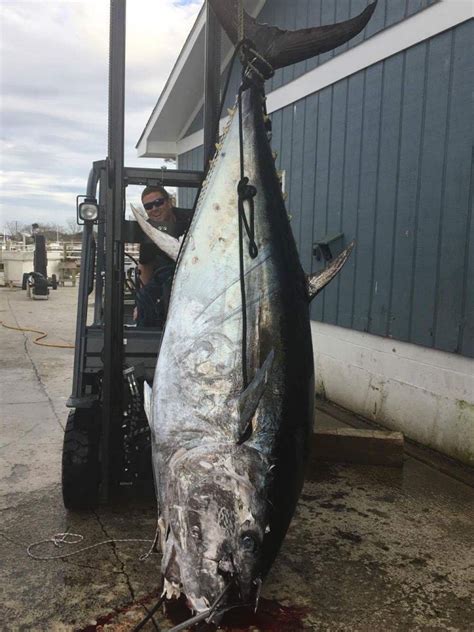 Photos: 1045-pound Bluefin Tuna caught in North Carolina ...
