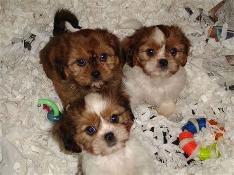 The cava tzu is recognized by the achc (american canine hybrid club). Cava-Tzu (Cavalier King Charles Spaniel Shih-Tzu Mix) Temperament, Puppies, Pictures