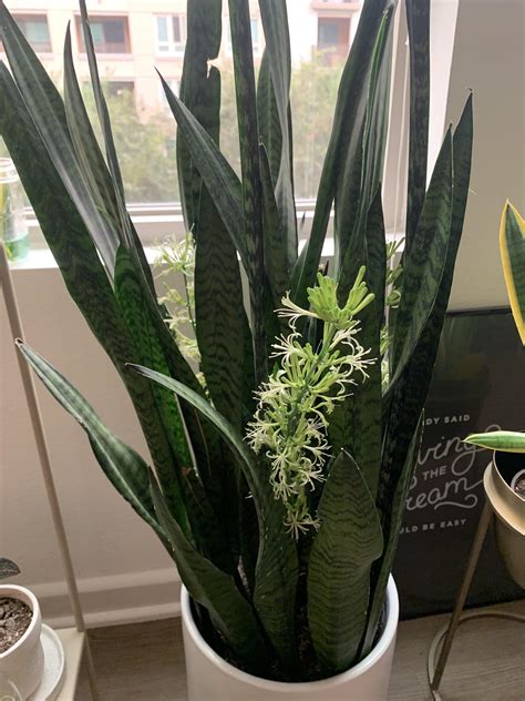 My snake plant bloomed! : houseplants