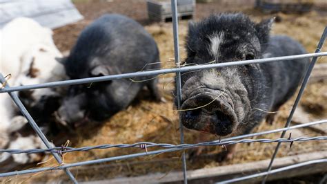 Why Delaware Is Warning Of Rising Population Of Loose Potbellied Pigs