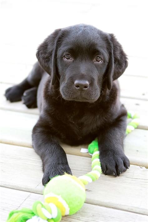 103 likes · 68 talking about this. 15 Of The Cutest Labrador Puppy Pictures Ever!!!!