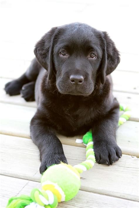 Maybe you would like to learn more about one of these? 15 Of The Cutest Labrador Puppy Pictures Ever!!!!