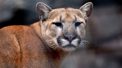 Mountain Lion Cougar Hd Wallpapers Hdwalle