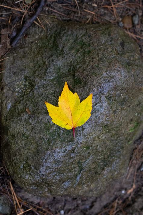Lone Autumn Leaf Royalty Free Stock Photo