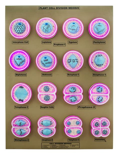 16 Plant Cell Division Meiosis Model Mounted On Base 24 X18 Eis