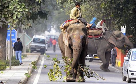 Calls For Elephants To Be Banned In New Delhi Telegraph