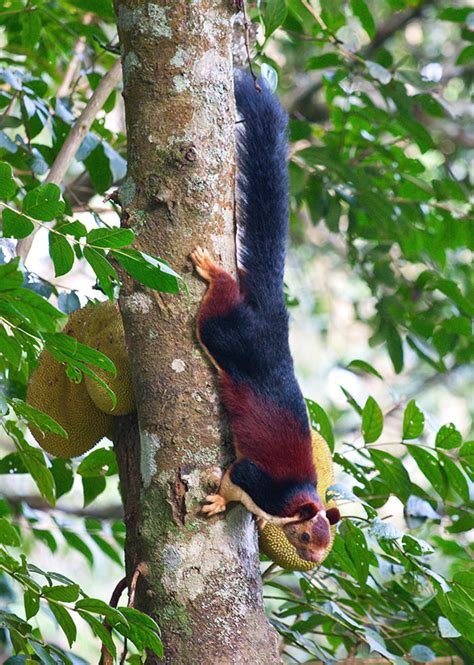 Meet The Multicoloured Giant Squirrels Of India That Grow Up To 3 Ft