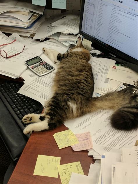 Does Your Cat Work Hard Or Hardly Work Should We Celebrate Any Other