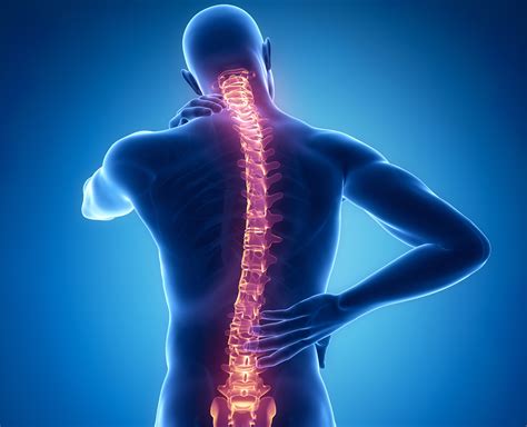 Your Spinal Cord Can Control Complex Motor Functions •