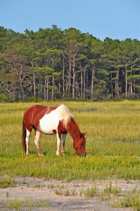 Glimpse Of One Of The Chincoteague Va Wild Ponies In All His Natural