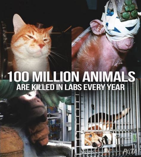 Know Our World Animal Testing Should It Still Be Done