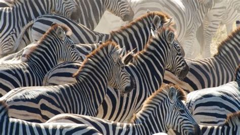 Great Zebra Exodus Infographic All About The Plains Zebra Nature Pbs