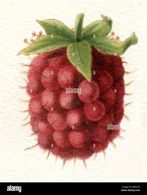 Rubus Idaeus Botanical Illustration Hi Res Stock Photography And Images
