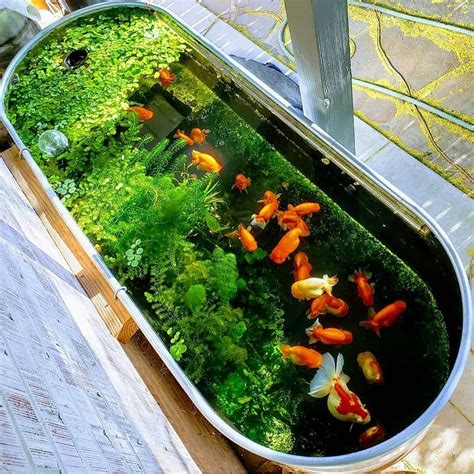 Planted Pond Layout Ideas For Goldfish Outdoor Fish Ponds Fish Ponds