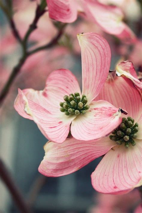 Pink flowering dogwood erupts in a cloud of showy blossoms that darken as they age. Dogwood - These are soo pretty and have been in bloom ...