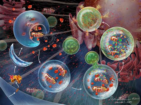 Inside Cells Molecular Biology And Biochemistry On Behance