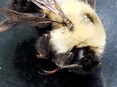 Bumblebees Vs Carpenter Bee What Are The Differences Honeyhoney