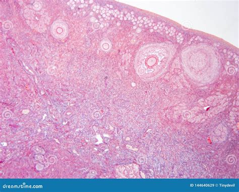 Histology Of Ovary Human Tissue Stock Image Image Of Microscopy