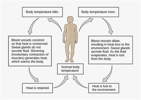 Flow Chart Shows How Normal Body Temperature Is Maintained