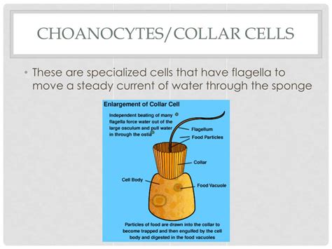 Ppt Phylum Porifera Powerpoint Presentation Free Download Id2147955