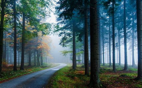 緑の葉の木、 風景、 自然、 霧、 道路、 森林、 草、 木、 日光、 朝、 松の木、 秋、 Hdデスクトップの壁紙
