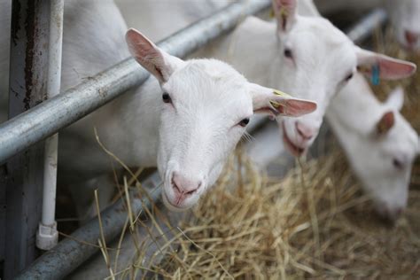 Preparing Your Property For Dairy Goatssheep Alabama Cooperative