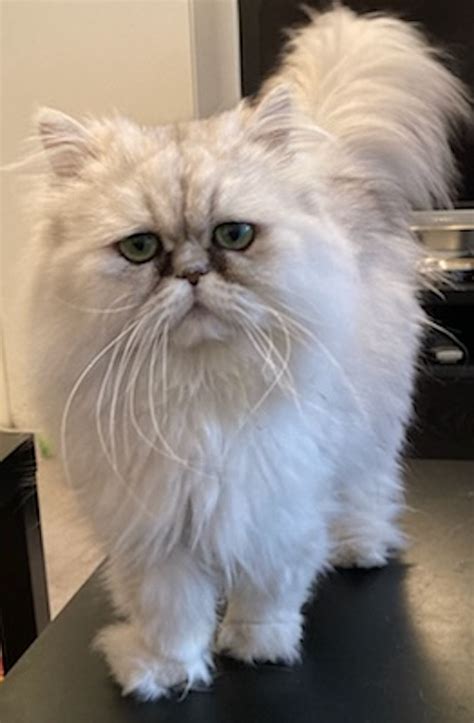Georgie Adopted September 2022 Persian And Himalayan Cat Rescue