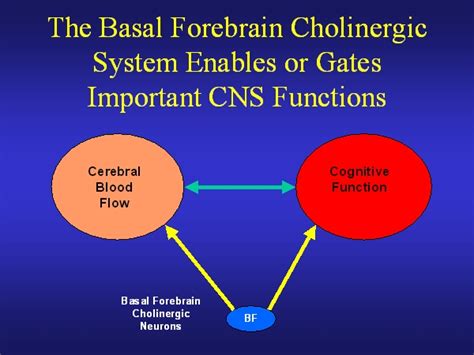 The Basal Forebrain Cholinergic System Enables Or Gates Important Cns Functions