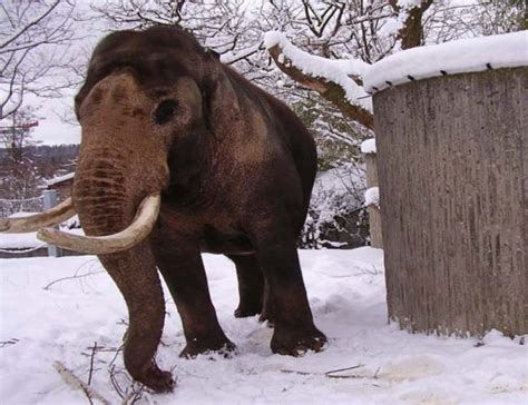 Zoo Closes For Snow But Camera Catches Baby Elephant Totally Losing It