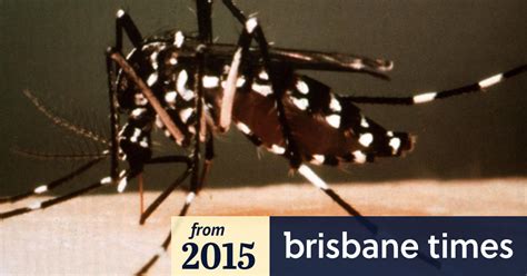Asian Tiger Mosquito Found In Queensland