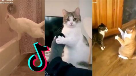 Cats Beingcats ~tiktok Compilation Part 6 Pet Dedicated Pet Dedicated