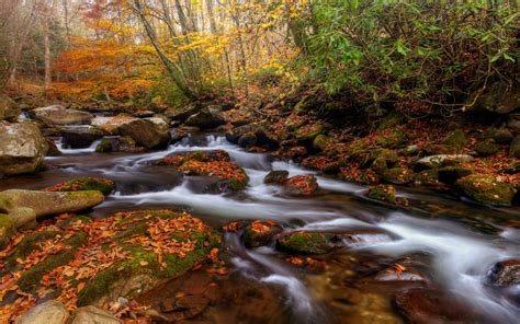 Rocky Stream in Autumn Forest HD Wallpaper | Background Image | 2560x1600