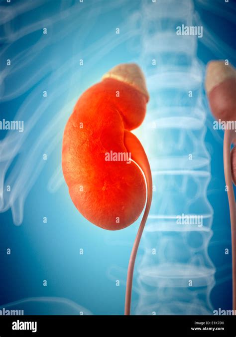 Human Kidney Computer Artwork Stock Photo Alamy