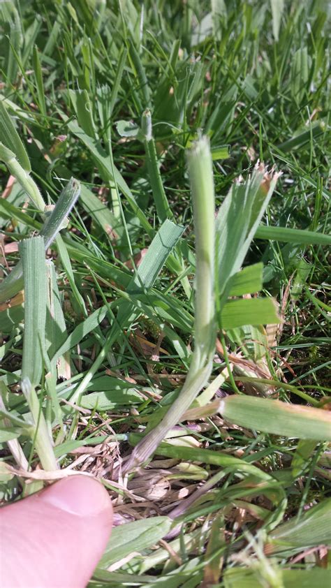 What Should I Do About Coarse Thick Grass Growing In My Lawn