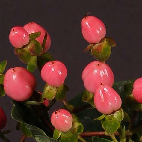 Hypericum Pink Flower Collection Ecuador