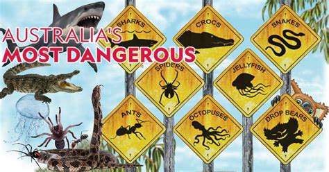 Deadly Australias Everything Snakes Spiders Sharks And Sun ★ Toby