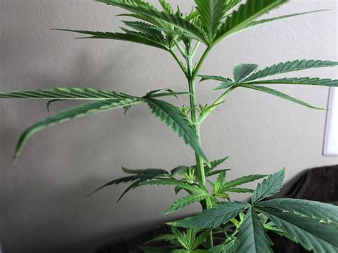 6 Week Old Plant Can You Tell Gender Grasscity Forums The 1