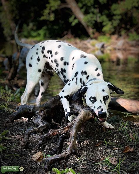 Dalmatian Stud Stud Dog In Pennsylvania United States Breed Your Dog