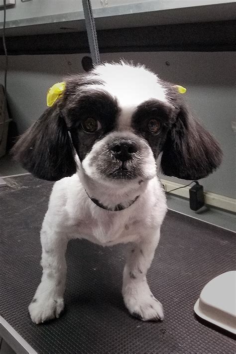 Fast streaming cici amor does doggy for most videos and daily updates. Grooming - Amore Pet Grooming