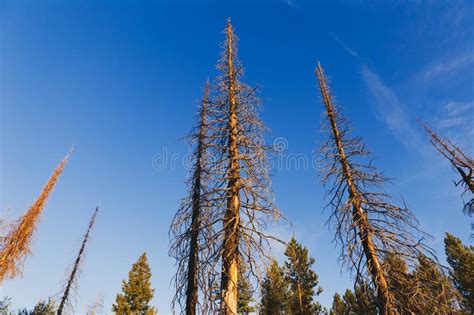 Tall Dead Trees Stock Photo Image Of Landscape Color 122082084