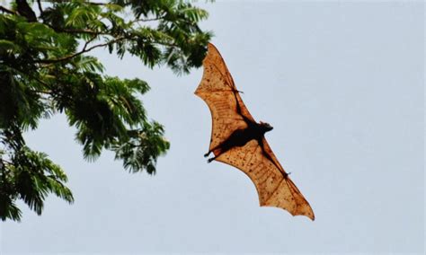 Giant Golden Crowned Flying Fox Proactive Pest Control
