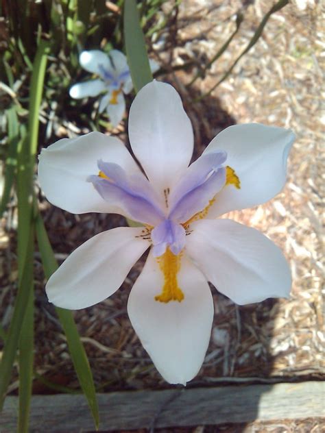 Large Wild Iris Fairy Iris Dietes Grandiflora Native To South Africa