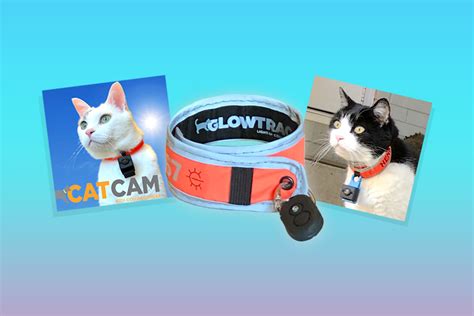 Best Cat Collar Camera In 2024 For Recording Feline Adventures