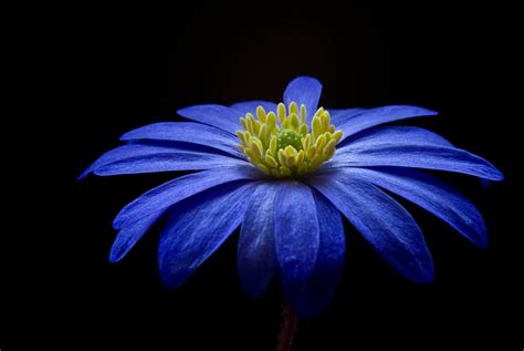 Ten Most Beautiful Blue Flowers Slightly Blue