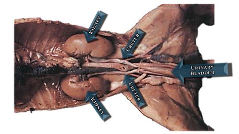 Dissection Of The Fetal Pig Scientist Cindy