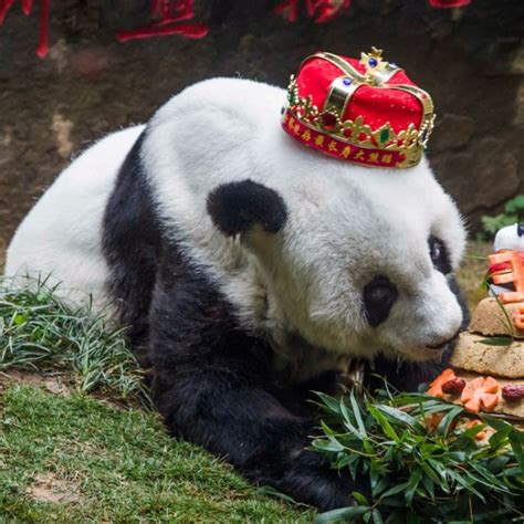 Worlds Oldest Captive Giant Panda Dies Aged 37 In China South China Morning Post