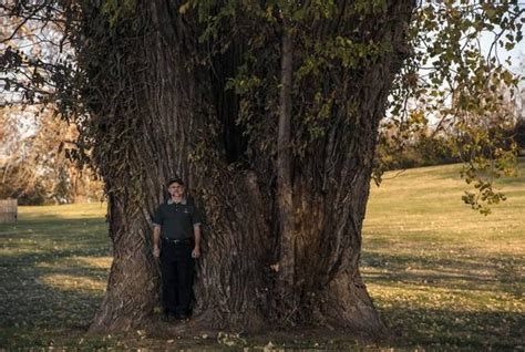 The Largest Tree In Missouri An Eastern Cottonwood Is Located In